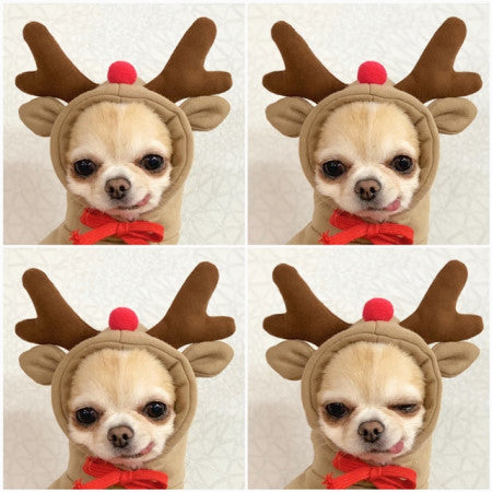 Cute Dog Autumn and Winter Clothing