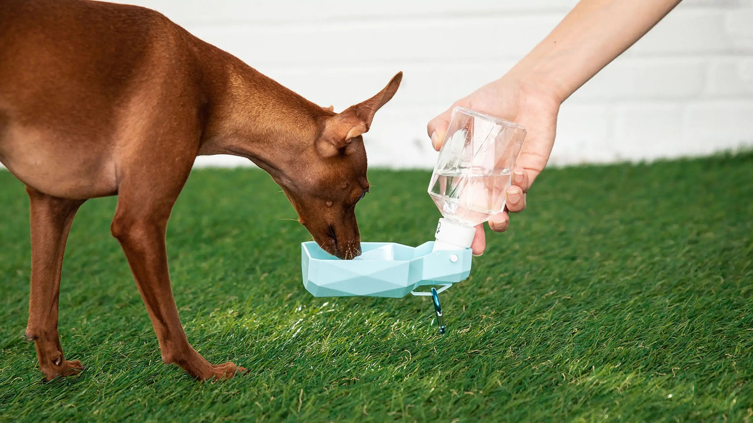 Foldout Dog Water Bottle