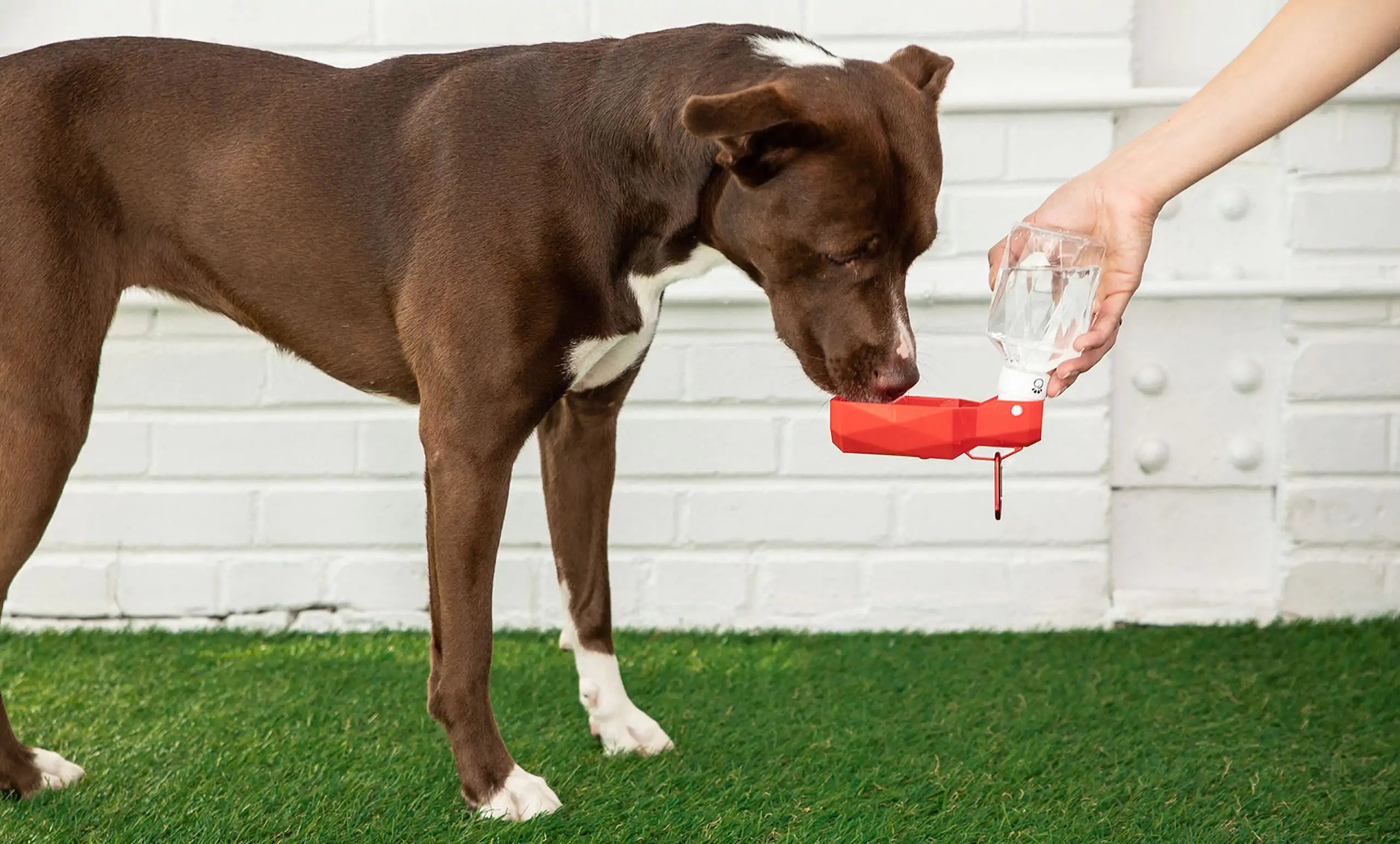 Foldout Dog Water Bottle