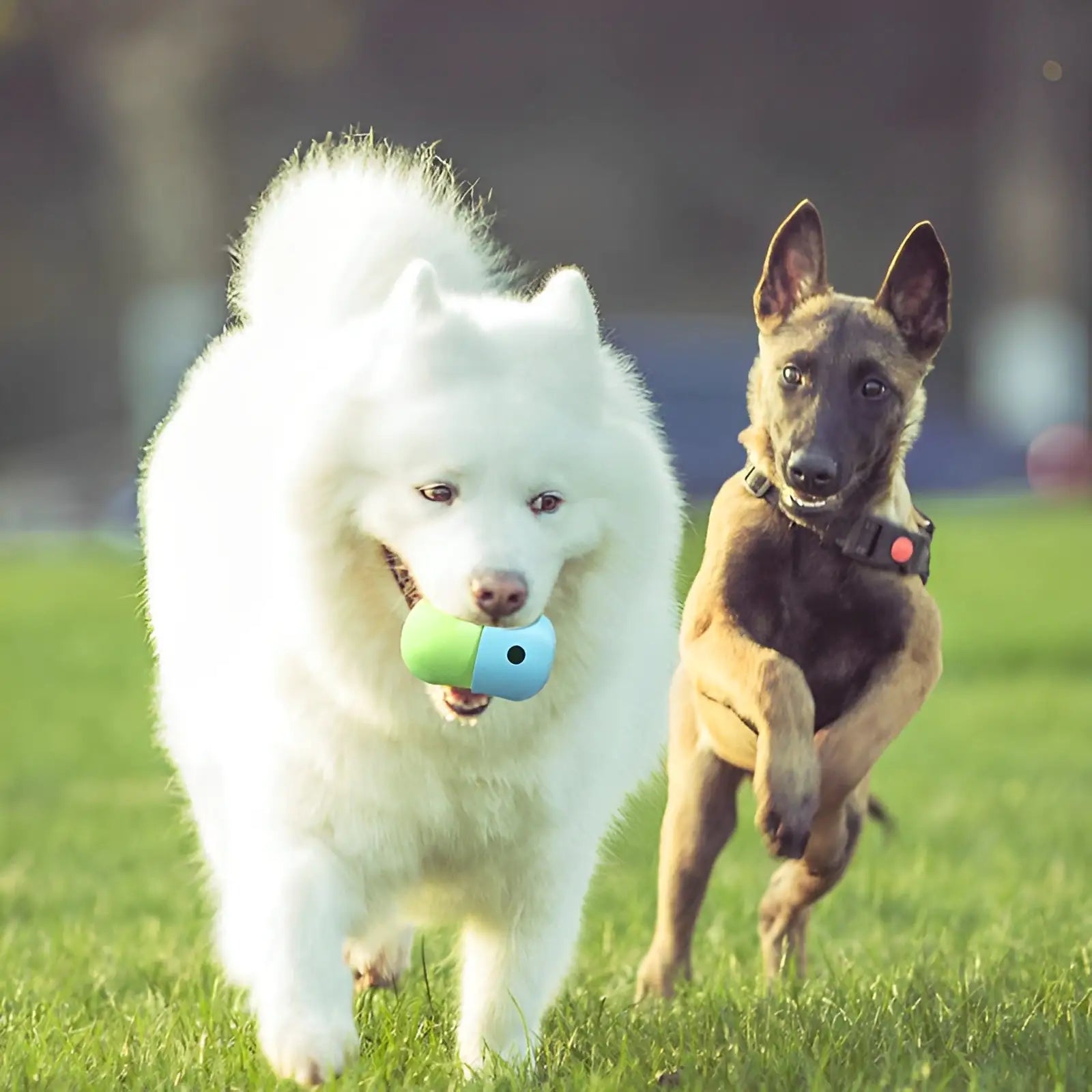 Doggie Treat Toy